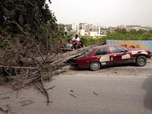 النشرة: انكسار شجرة جراء الرياح اقفلت طريق المية ومية لبعض الوقت بصيدا