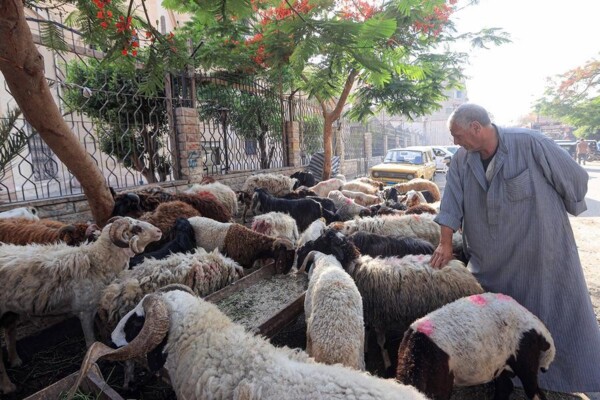 شينخوا: التضخم والتوترات الإقليمية يضربان أسواق الأضاحي في مصر