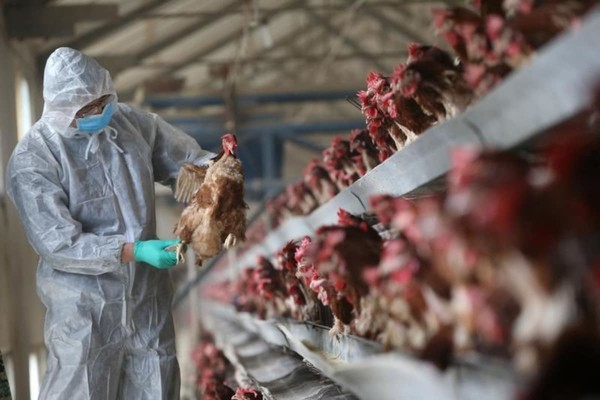 الحكومة الهندية أعلنت أول وفاة بإنفلونزا الطيور "H5N1"