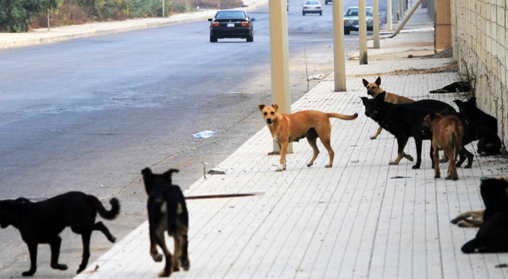 الكلاب الشاردة في عاليه: هل حان الوقت لتحسم البلدية قرارها وَفق القوانين؟