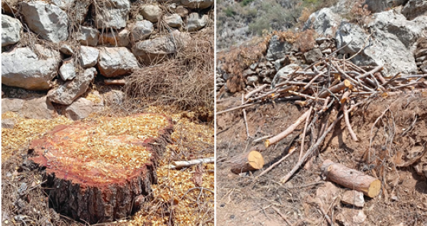 وزارة الزراعة ضبطت مخالفة متمثلة بقطع عشرات الأشجار في زغرتا ونظمت محضرًا بالمخالف