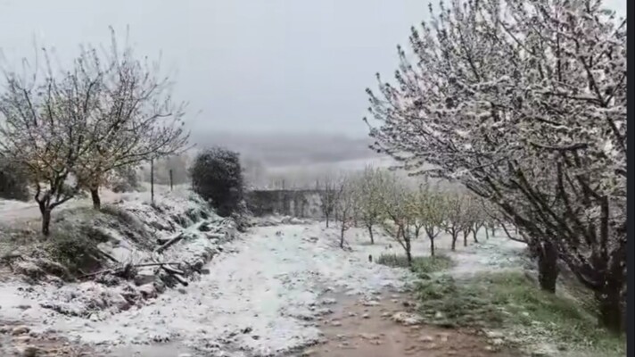 ثلوج امس واليوم غطت المرتفعات الجبلية في الضنية ابتداء من ارتفاع 1700 م وصولا الى القرنة السوداء