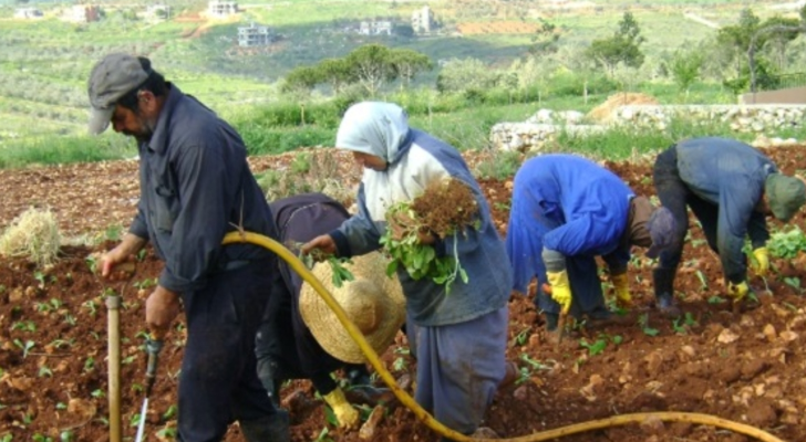 الجنوبيون يتحضرون لموسم التبغ: ازدياد المزارعين والأكلاف بالدولار