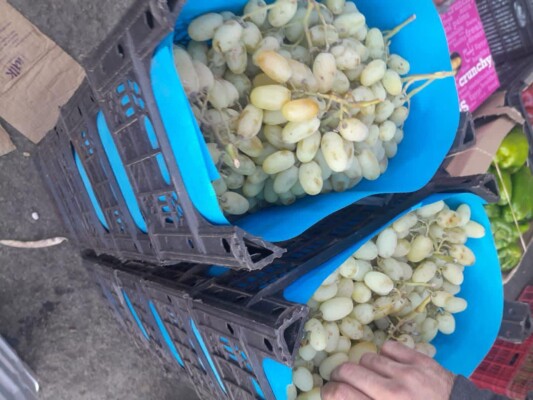النشرة: تهريب العنب يضرب المزارعين في البقاع ومختار نيحا اتهم وزارة الزراعة بالتقصير وطالب بتشديد المداهمات