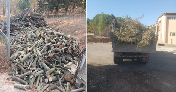 وزارة الزراعة: ضبط مخالفات قطع الأشجار الحرجية في قضاء بنت جبيل