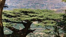 رئيس بلدية تنورين نفى الأخبار المتداولة عن انفجار لغم من مخلفات الحرب في المحمية: ما حصل هو سقوط صخرة