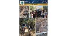 وزارة الزراعة: مصادرة ضبع مخطط في عمشيت تمهيدًا لإعادة تأهيله وإطلاقه في بيئته الطبيعية