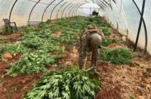الجيش: ضبط كمية من المخدرات وتلف 14 خيمة مزروعة بالماريجوانا وتوقيف 136 سوريًّا
