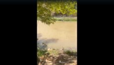 ارتفاع ملحوظ في نسبة العكارة في مياه نهر الليطاني